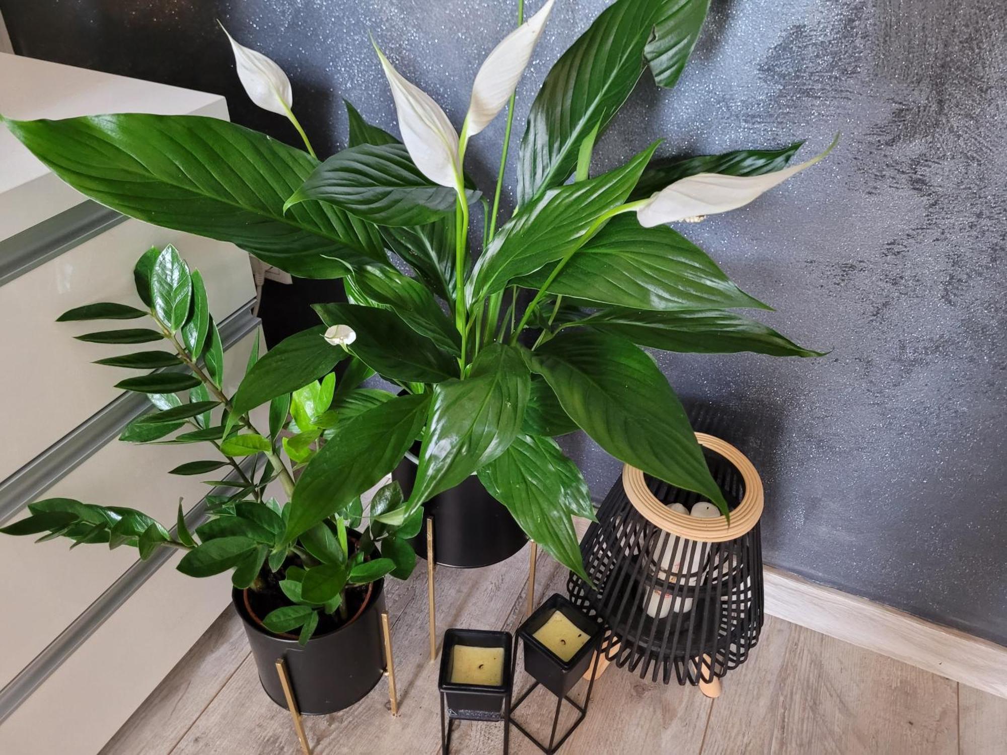 Apartament Lilla Jelenia Góra Εξωτερικό φωτογραφία